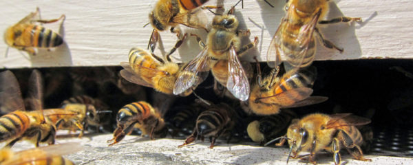 abeille Buckfast